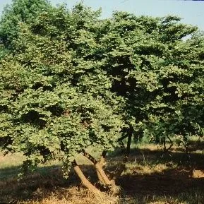 thumbnail for publication: Loropetalum chinensis Chinese Fringe Bush